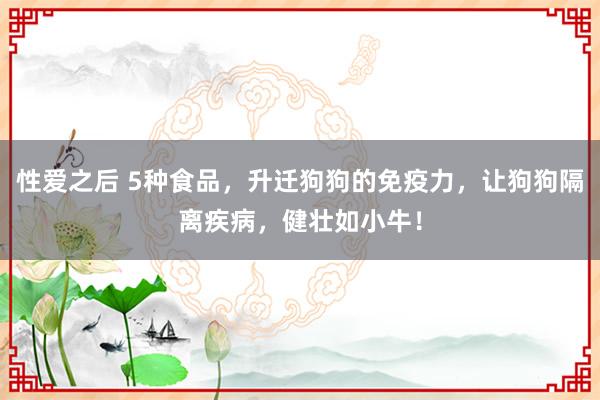 性爱之后 5种食品，升迁狗狗的免疫力，让狗狗隔离疾病，健壮如小牛！